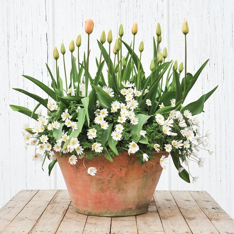 Bulbs for pots - Peach & white