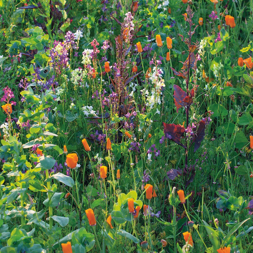 Jewel Cut Flower Mix Jewel Cut Flower Mix