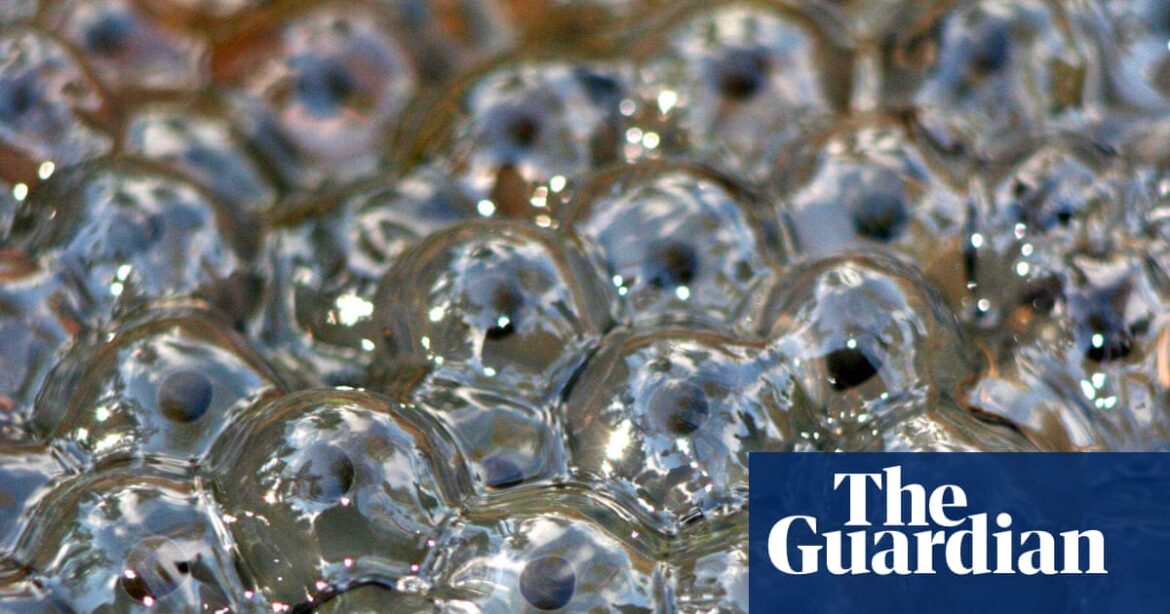 Country diary: Frogspawn returns to the pond I built with my father | Amphibians