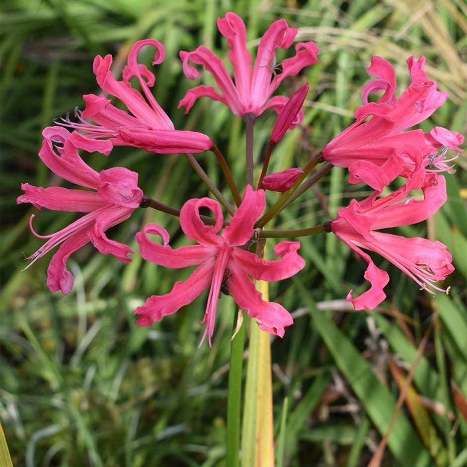 Nerine 'Isabel'