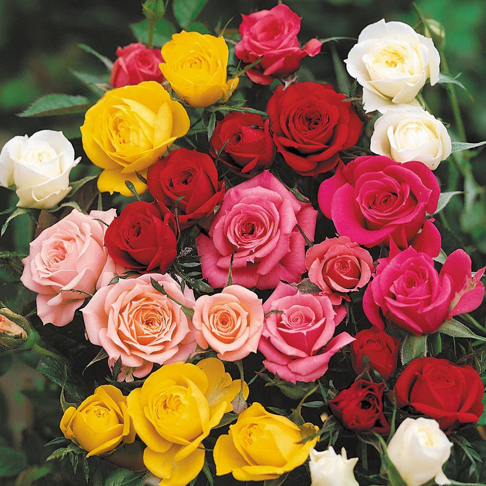 Lucky Dip HT Roses