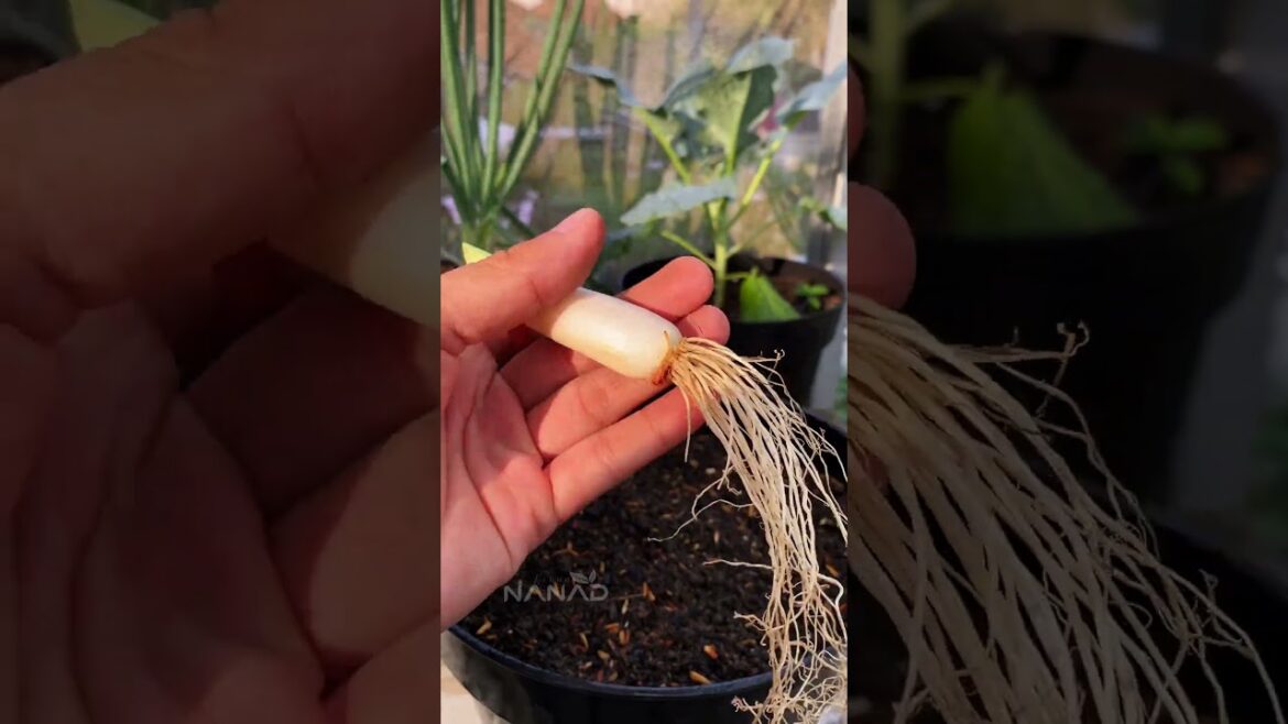Amazing! This is easy tips for planting leek #gardeningtips #gardening #viralreelsシ