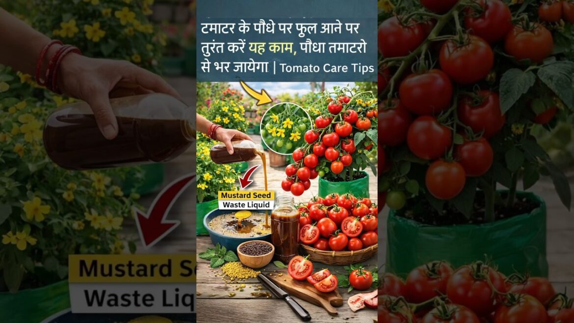 Tomato Flowering Stage Mein Yeh Galti Mat Karna!
