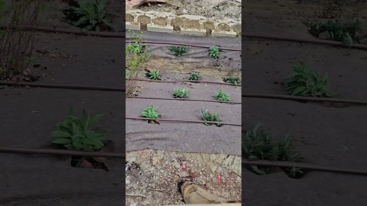 The simplicity of Italian garden design #aesthetic #landscaping