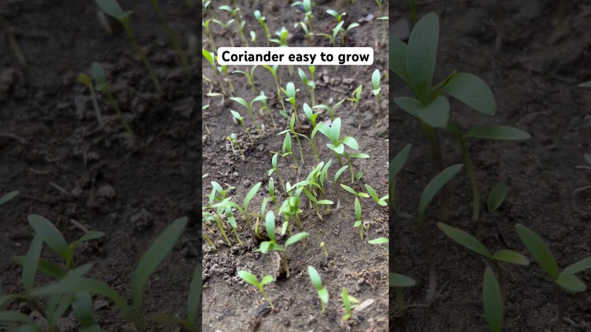 Dhaniya kabhi kharab nahi hoga #coriander #vegetables #gardening #shorts @OrganicGardening1918 Dhaniya kabhi kharab nahi hoga #coriander #vegetables #gardening #shorts @OrganicGardening1918