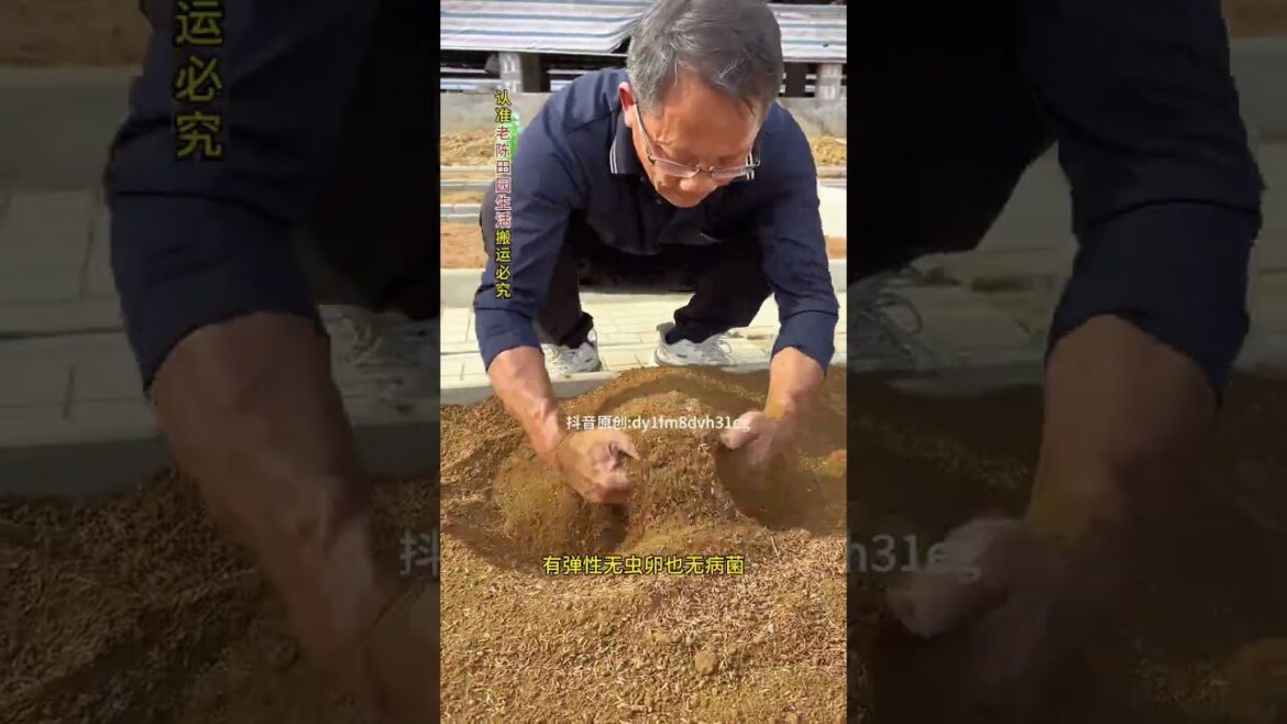 Boost Your Garden Soil with Rice Husks - A Gardener's Secret Weapon