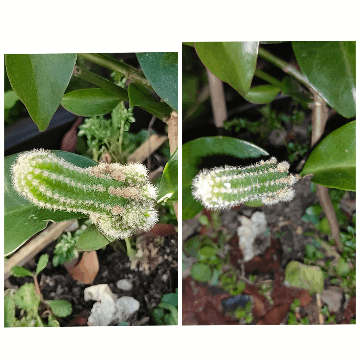 Different between 5 day grafting Echinopsis chamaecereus on pereskia rootstock!