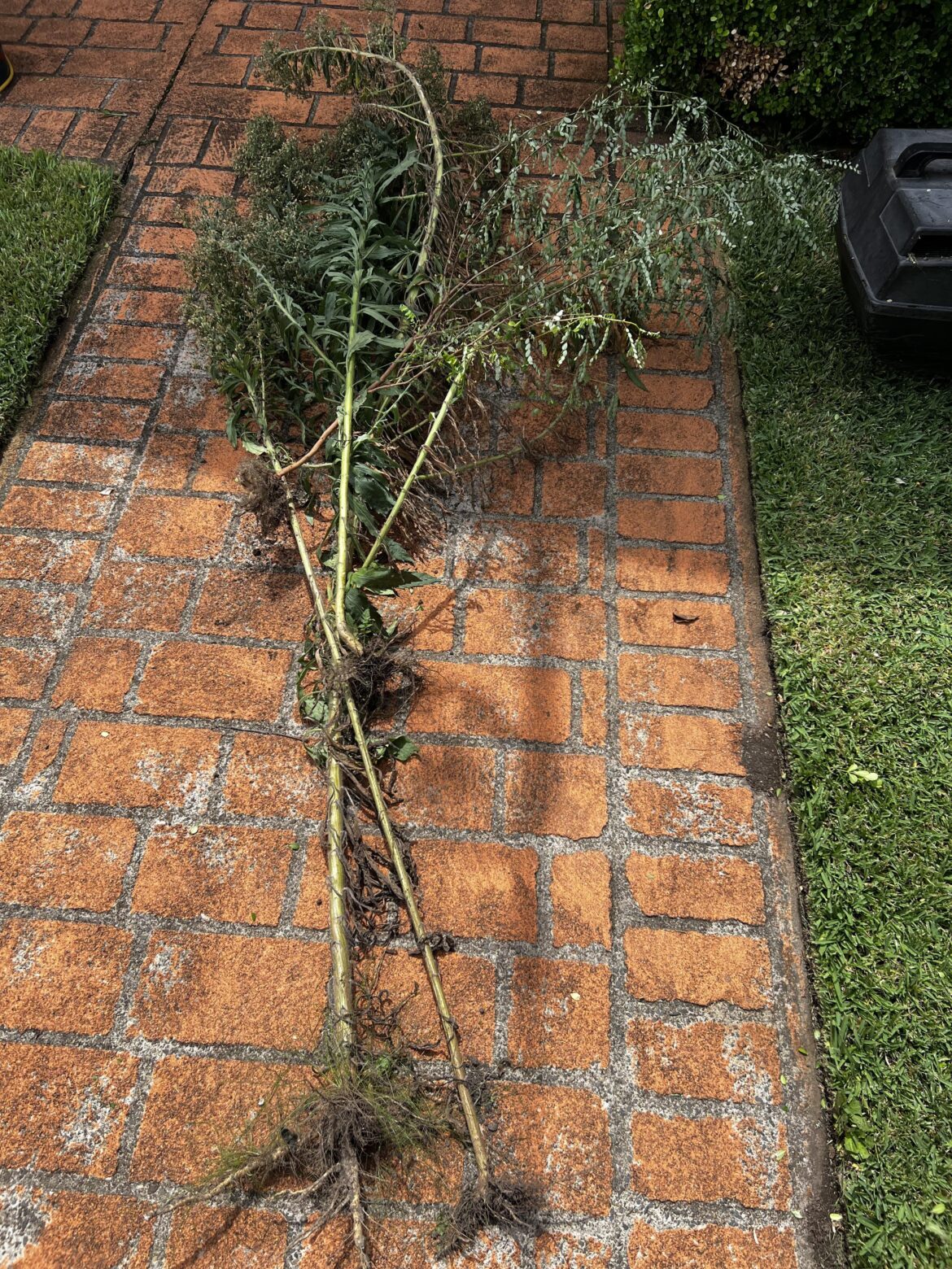 King of the weeds!