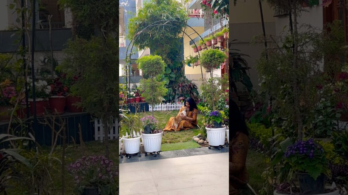 Mera sukoon #plants aur tum 😍🏡#home #garden #plants #motivation #gardening