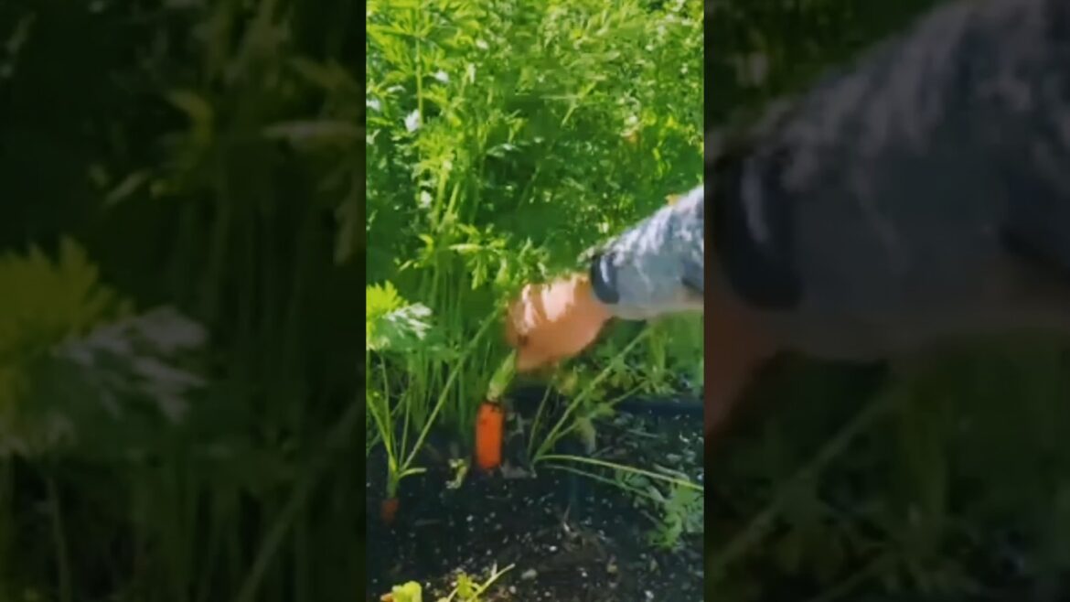 kitchen garden #terracegardenindia #garden #farming #Shorts #kitchen gardening
