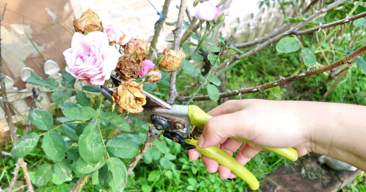 Anyone pruning plants in their garden in March urged to follow Monty Don’s ‘one only rule’ Devon Live