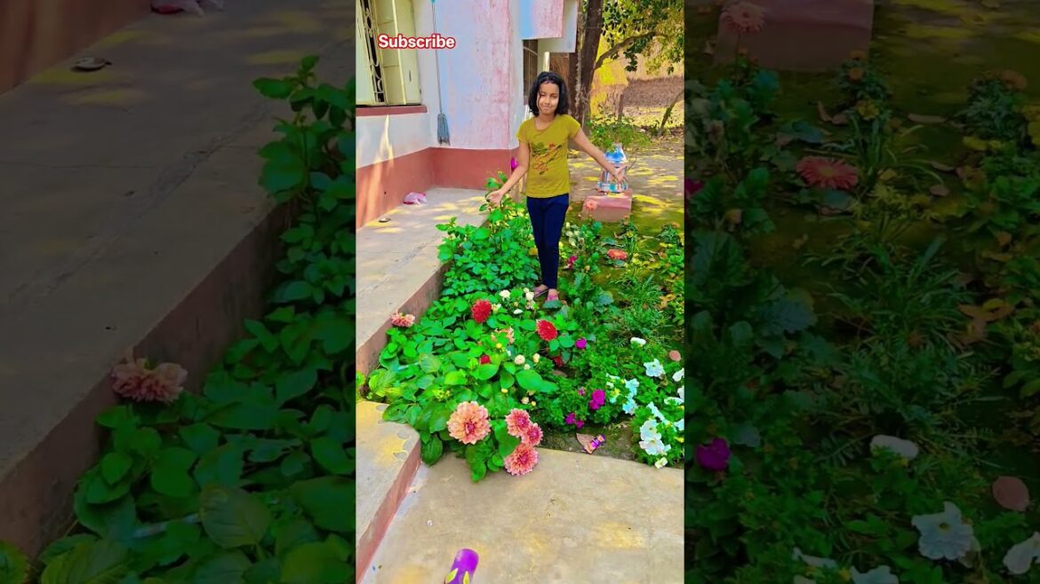 ঝড়ে গাছগুলো সব উল্টে গেল #garden #gardening #flowers #nursery #UpdateGardening #chadbagan ঝড়ে গাছগুলো সব উল্টে গেল #garden #gardening #flowers #nursery #UpdateGardening #chadbagan