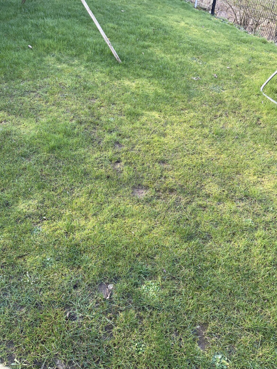 UK - wet muddy garden / moss / patchy lawn