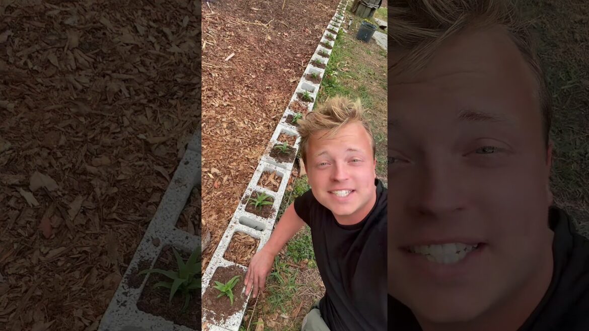 ￼Planting 90 pineapples in the garden!🪴🍍