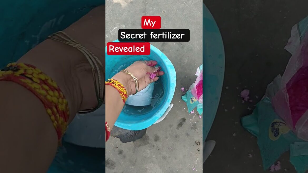 Revealed My Secret fertilizer for Heavy Blooming Flowers 🌺#shortsviral #shorts