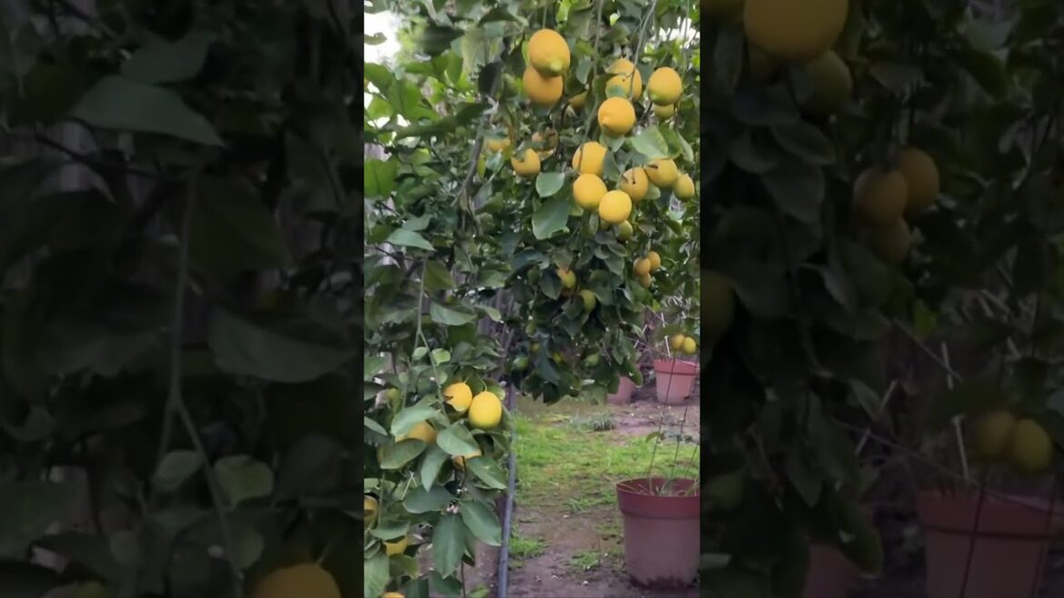 Living in Los Angeles | Lemon tree is loaded with fruits #gardening #losangeles #losangelesliving