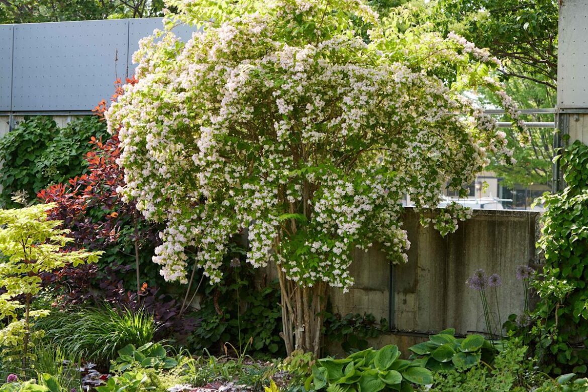 7 Underrated Spring-Blooming Shrubs That Deserve a Place in Your Garden Better Homes & Gardens