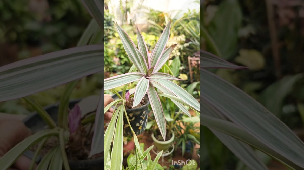 😱Space नहीं है? छोटे डिब्बों में करें Gardening 🌿 | February Cutting Trick#shorts #shortsfeed