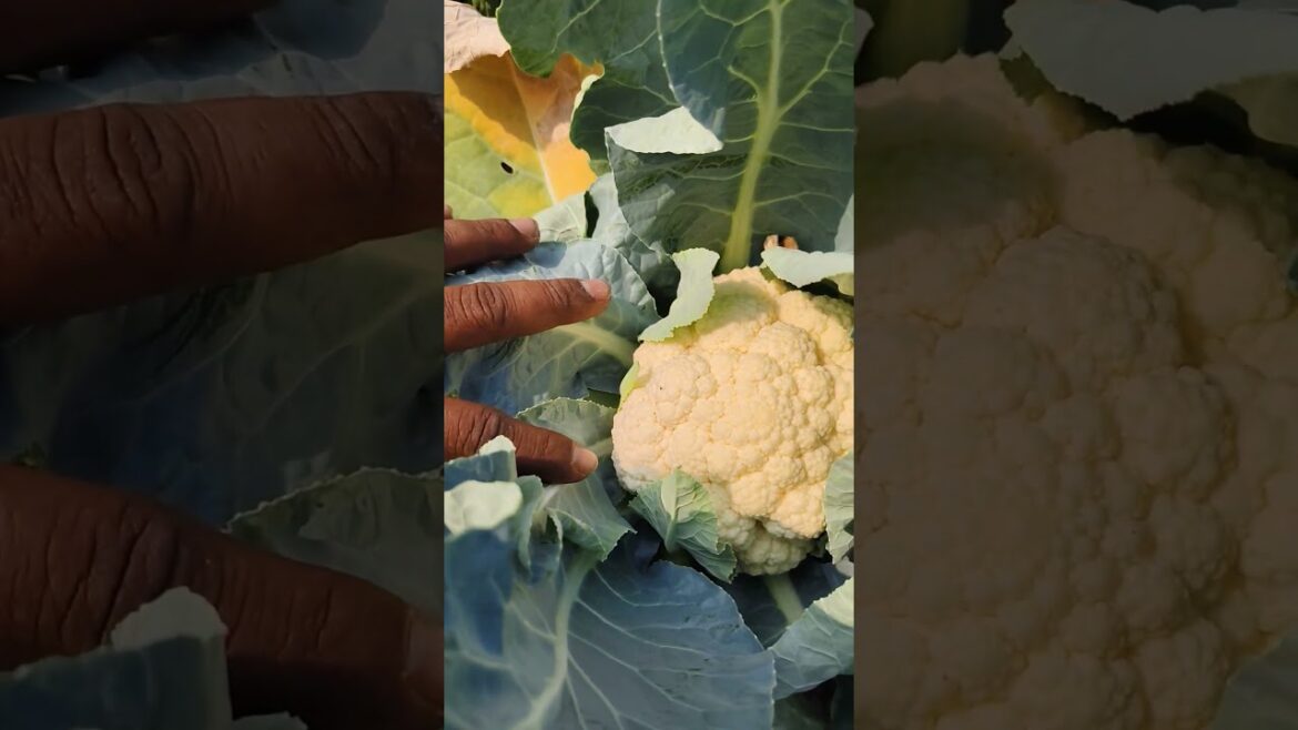The Incredible Science of Cauliflower