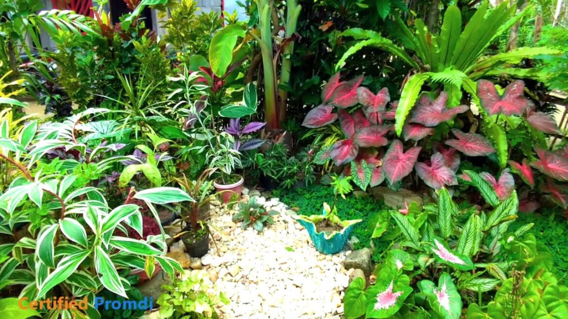 REPLANTING NEW PLANTS FOR MORE BEAUTIFUL FRONT YARD GARDEN