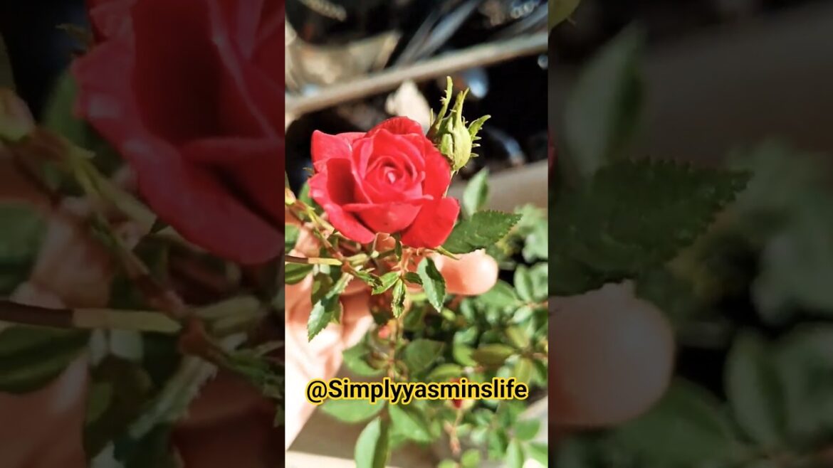 Beutiful blooming button🌹#flowers #homegarden#nature #homegarden#reel #garden #shorts #reels #trends Beutiful blooming button🌹#flowers #homegarden#nature #homegarden#reel #garden #shorts #reels #trends