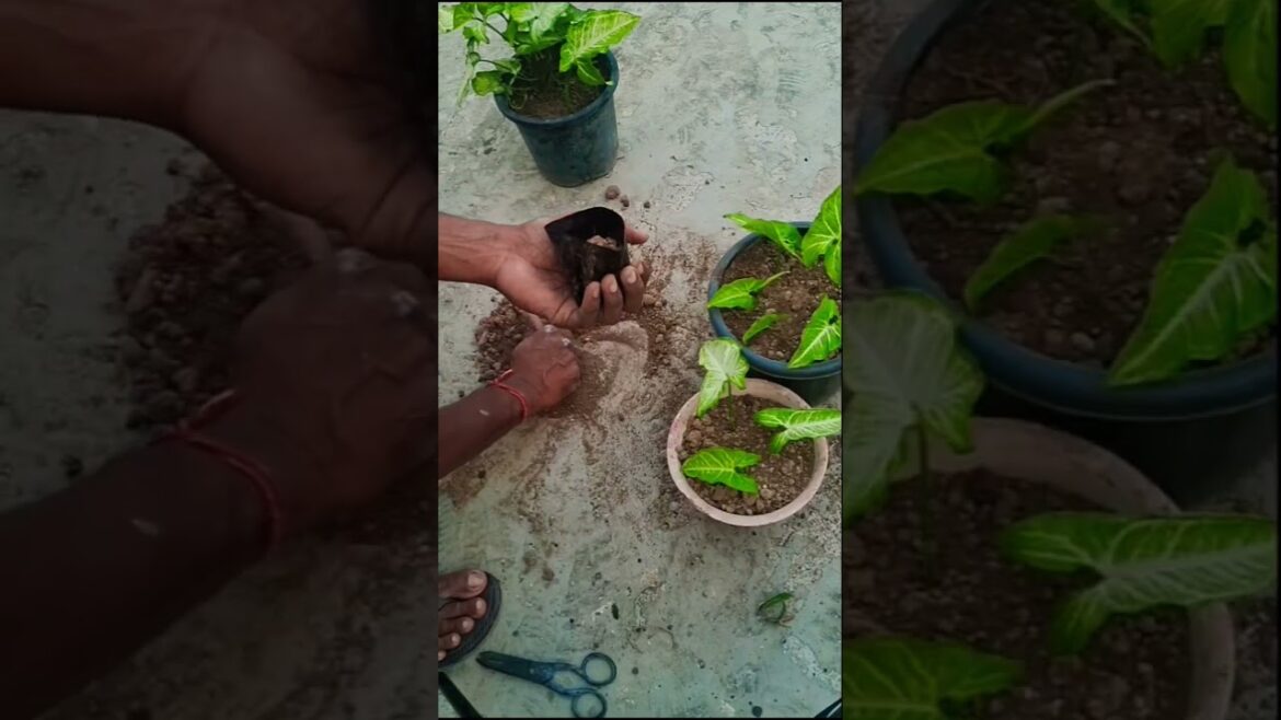 syngonium plant propagate #🌿🌿🪴 terrace gardening tips #shorts virel video #plants #Garden