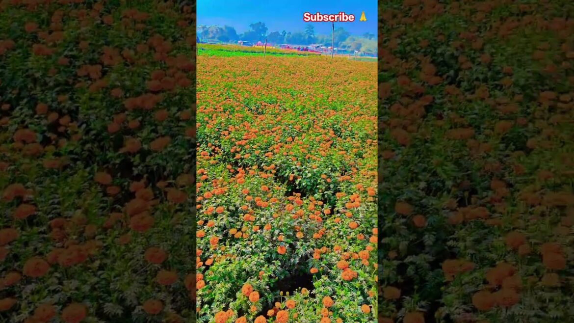 রাহোমে উনসে #garden #gardening #flowers #nursery #UpdateGardening #chadbagan রাহোমে উনসে #garden #gardening #flowers #nursery #UpdateGardening #chadbagan