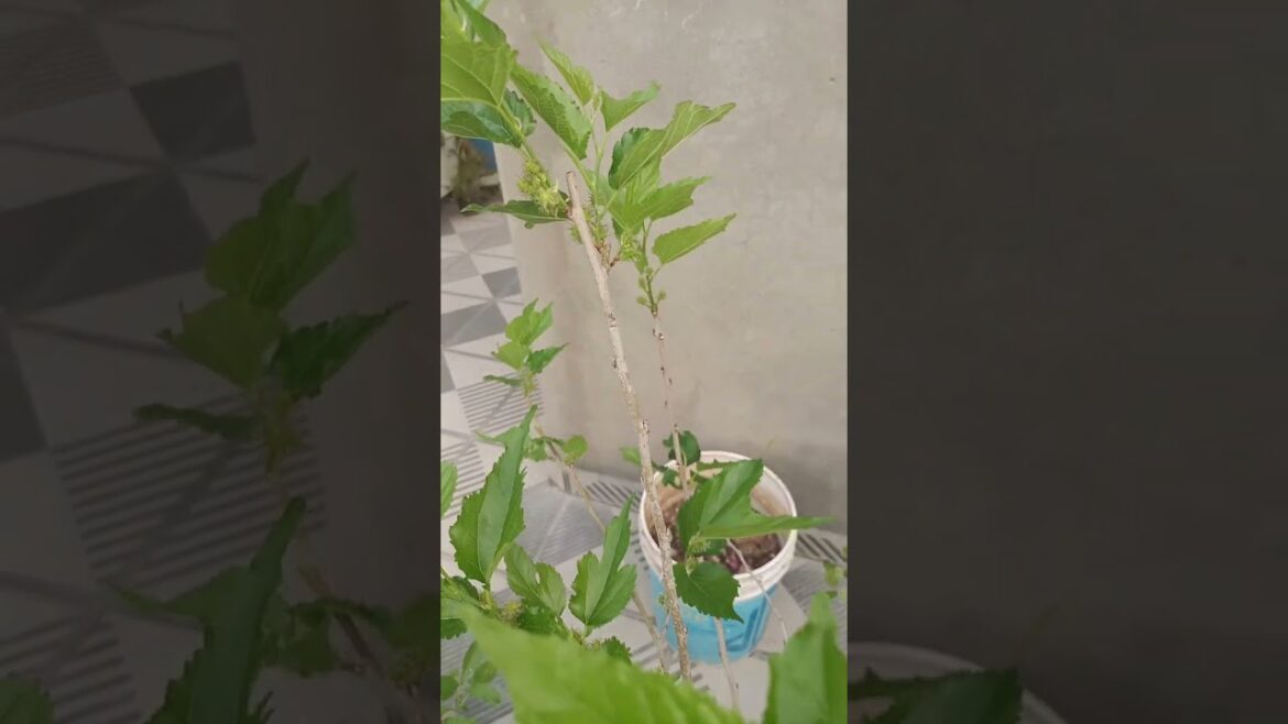 Grow Mulberry in Containers | How to Grow Mulberry Plant Care and tips