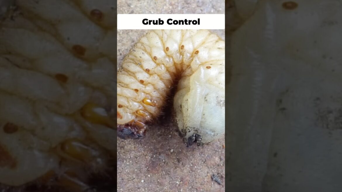 California Gardening: How to Get Rid of Grubs & Japanese Beetles Naturally! 🐛🚫 How to Get Rid of Grubs & Japanese Beetles Naturally! 🐛🚫