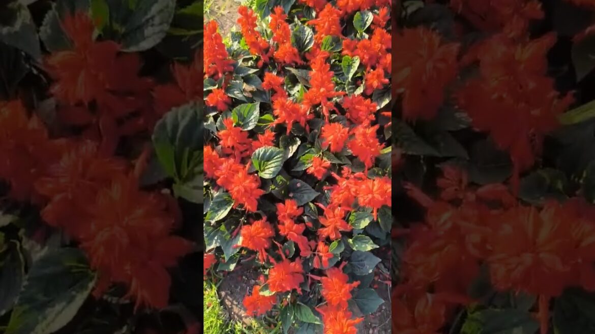 Salvia splendens/scarlett sage || Garden view | #shorts #trending #viral #viralvideo #video #foryou Salvia splendens/scarlett sage || Garden view | #shorts #trending #viral #viralvideo #video #foryou
