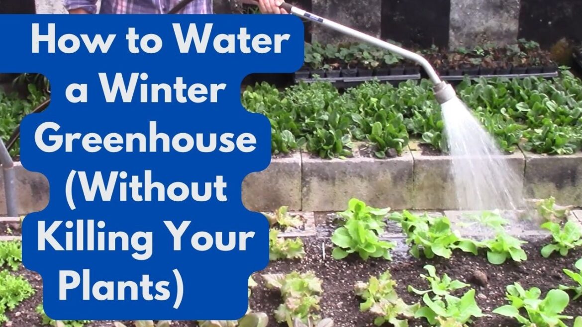 How to Water a Winter Greenhouse (Without Killing Your Plants) How to Water a Winter Greenhouse (Without Killing Your Plants)