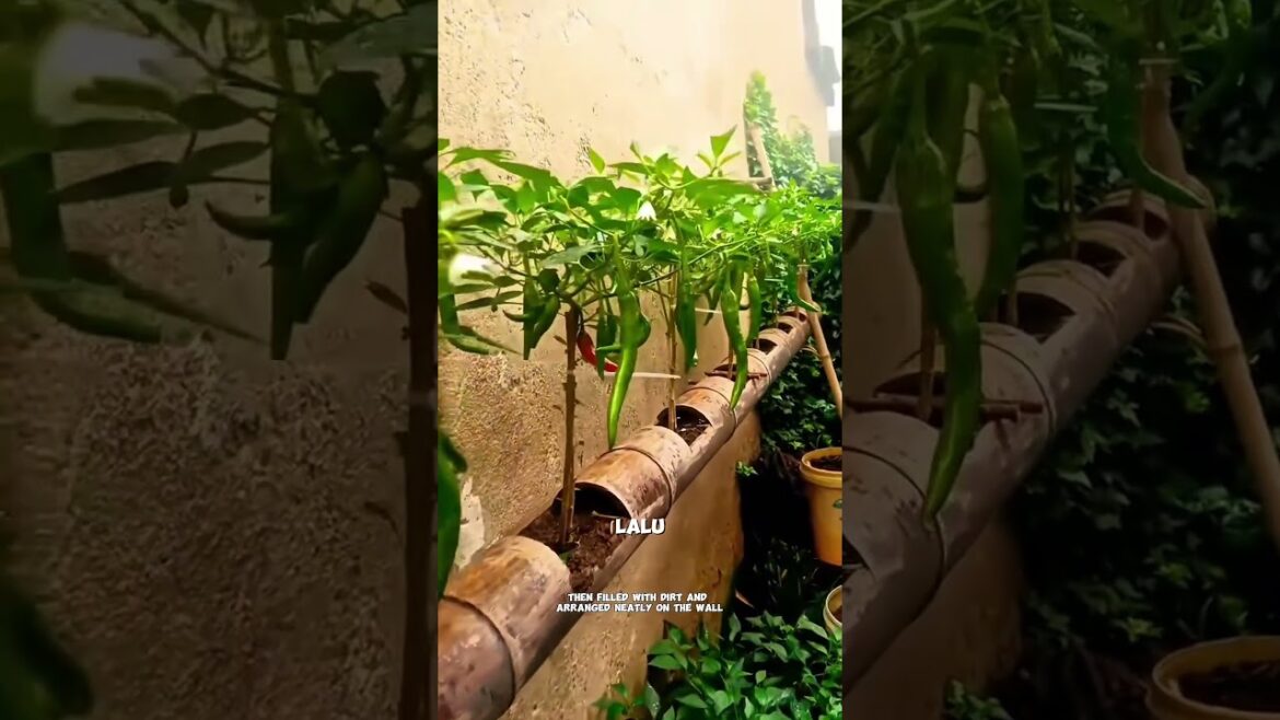 "I'll Regret It! The Secret to Growing Chilies in Bamboo"