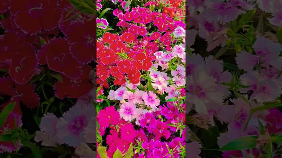 song #garden #gardening #flowers #nursery #UpdateGardening #chadbagan