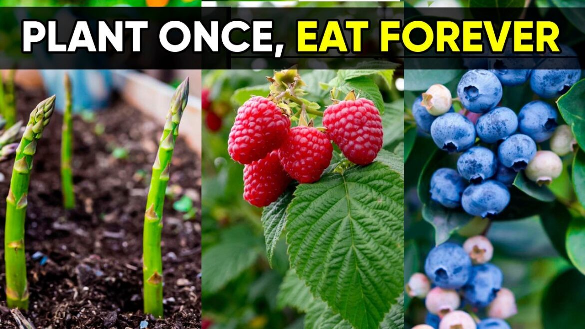 10 Perennial Food Plants That Feed You Year After Year 🌱 10 Perennial Food Plants That Feed You Year After Year 🌱