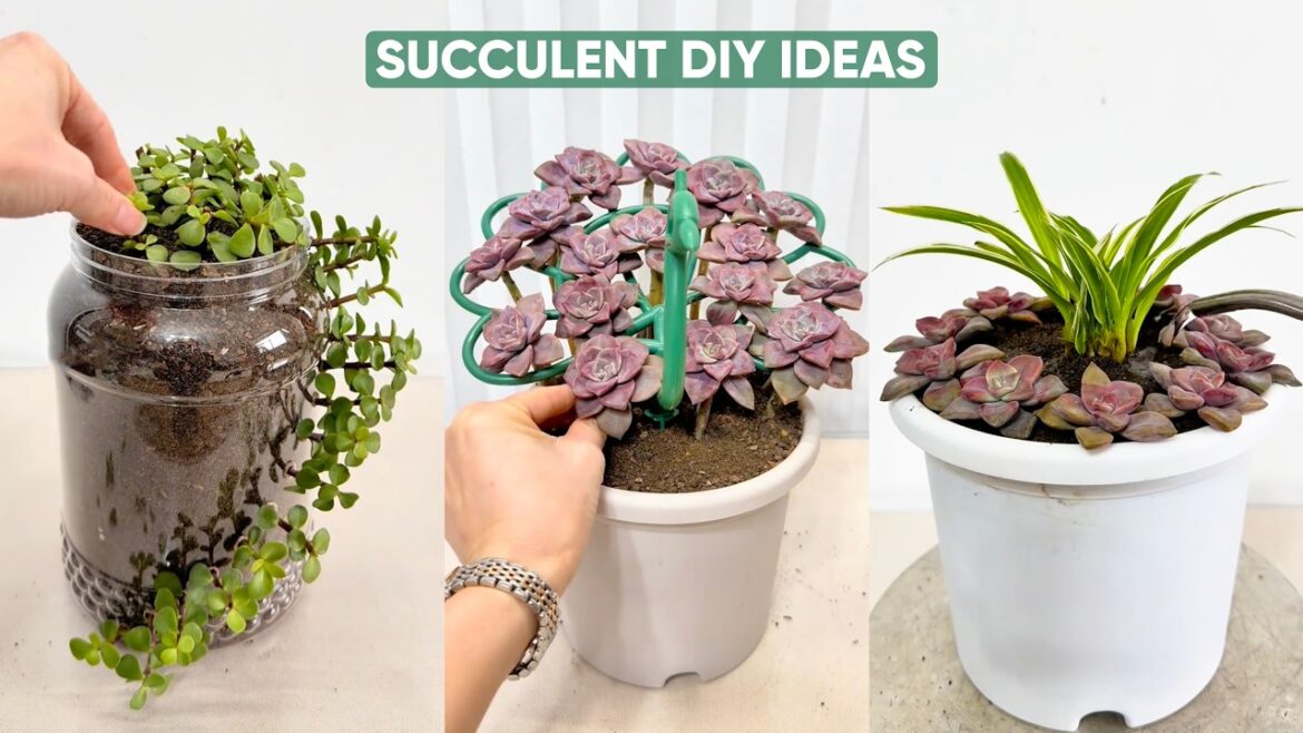 Creative DIY Succulent Garden Ideas to Transform Your Space! | 다육이 | 多肉植物
