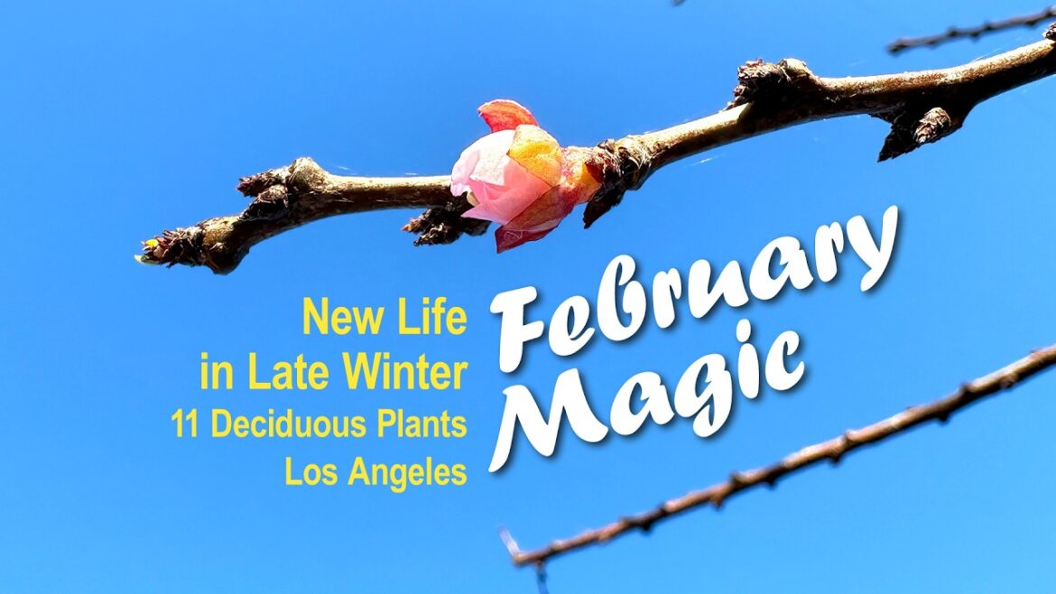 February Magic: New Life in LA’s Late Winter Garden