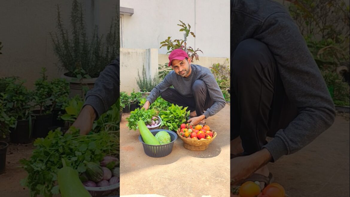Fresh veggies, zero chemicals  Harvest day on my terrace #terracegardenindia