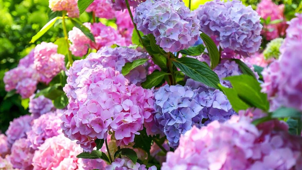 Can you prune hydrangeas in March? An expert says it all depends on one thing Can you prune hydrangeas in March? An expert says it all depends on one thing