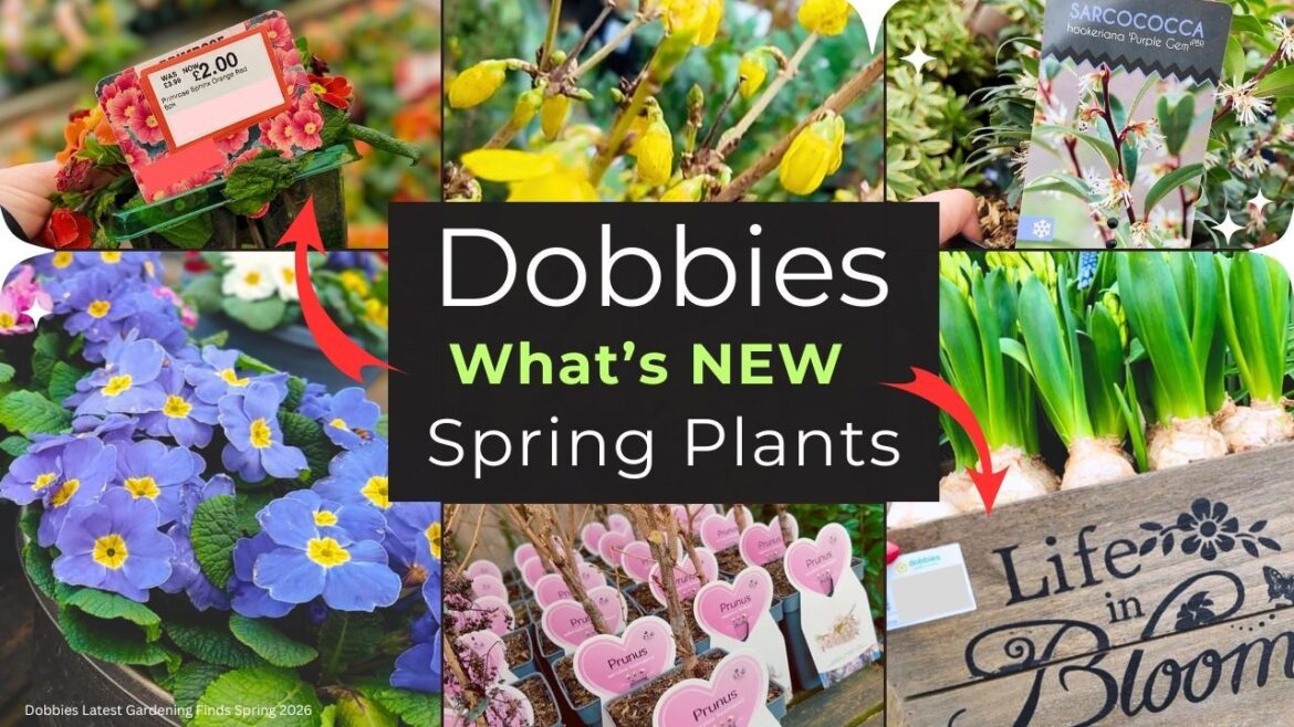 Dobbies NEW Spring Plants 2026 π· | BIG Garden Centre Tour & Bargains | Shop with Me UK! Dobbies NEW Spring Plants 2026 π· | BIG Garden Centre Tour & Bargains | Shop with Me UK!