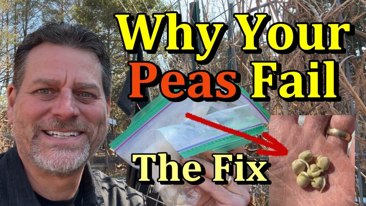 Gary Pilarchik: Plant Peas in March & April Using the Pre-Sprout Paper Towel Method (No More Failed Peas) Plant Peas in March & April Using the Pre-Sprout Paper Towel Method (No More Failed Peas)