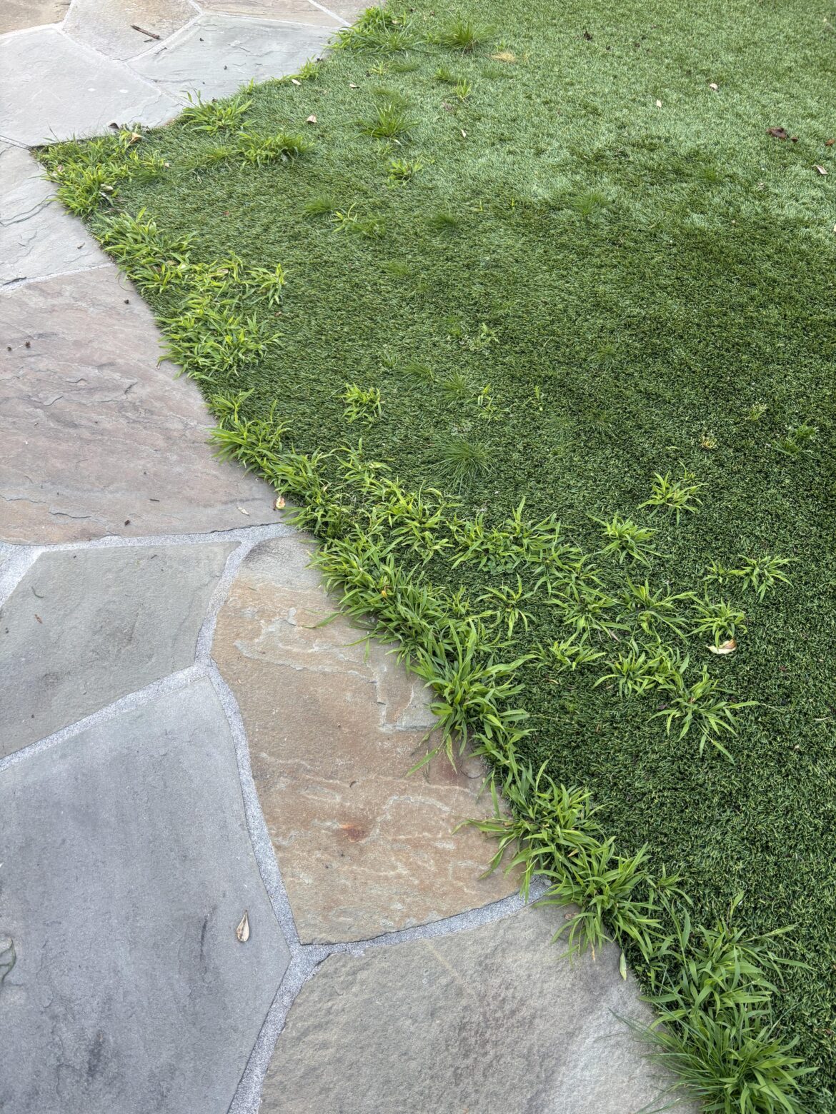 Best way to weed fake grass? Best way to weed fake grass?