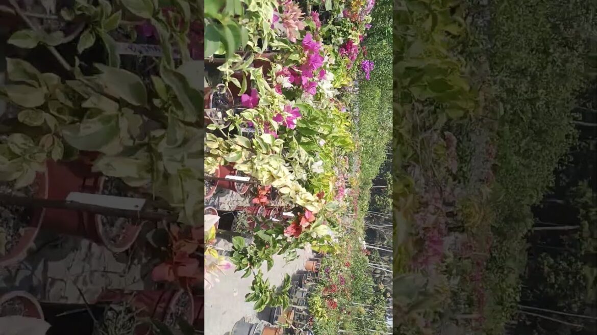 #flowers #garden #new #funny #beautiful #nature #flowers #garden #new #funny #beautiful #nature