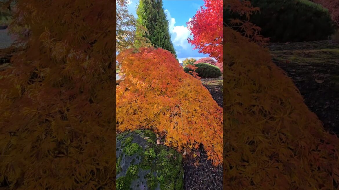 Wabi sabi Maple #iselinursery #gardendesign #gardening #japanesegarden #landscaping Wabi sabi Maple #iselinursery #gardendesign #gardening #japanesegarden #landscaping