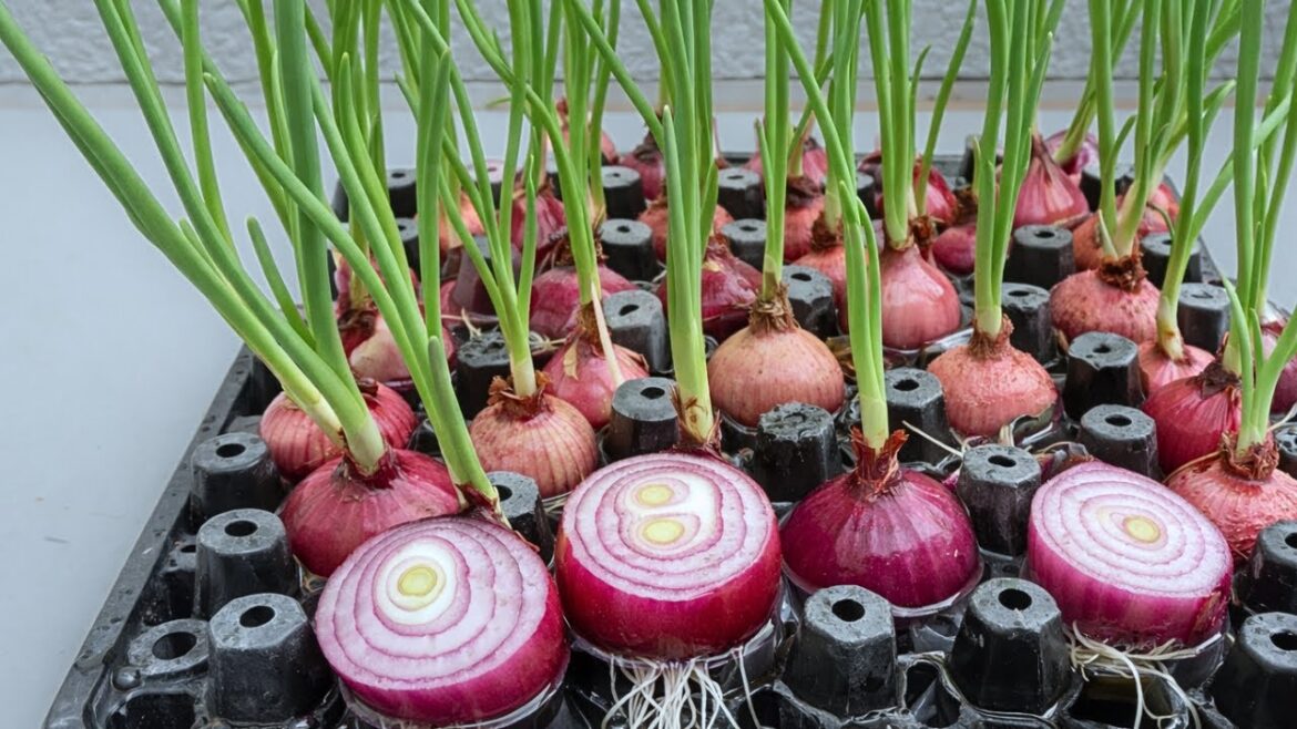 Red Onion Sprouts in Water (No Soil, Container Vegetable Gardening)