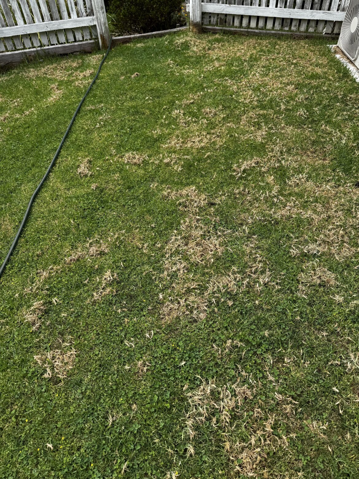 What’s eating our couch grass?