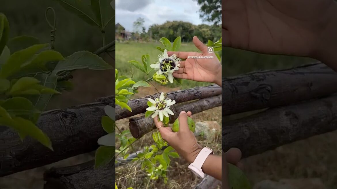 Passion Fruit Creeper: The Most Beautiful Edible Shade Plant