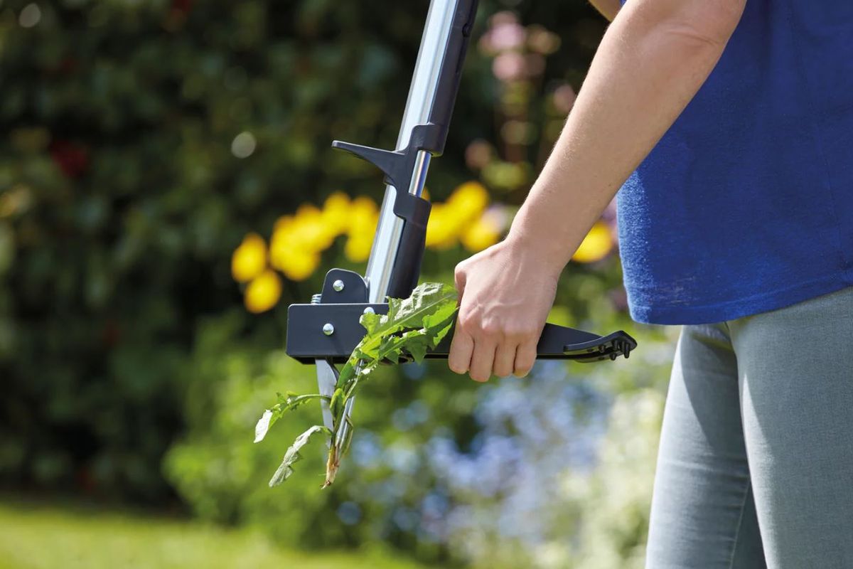 Person holding a weed pulling tool