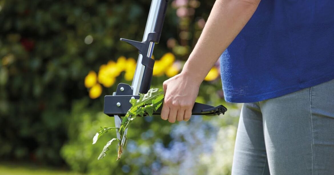 Gardener with knee pain praises ‘godsend’ weed tool reduced to £25 that’s ‘easy to use’ Wales Online