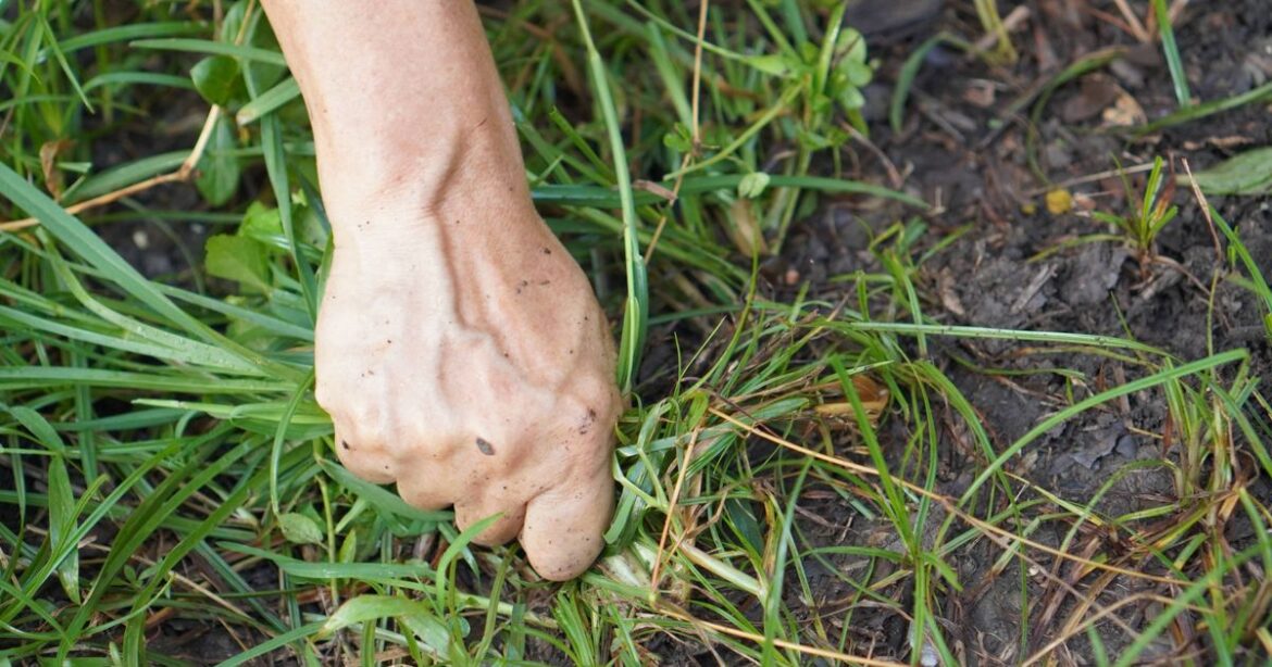 Monty Don’s simple way to banish weeds from garden with one March job Daily Record