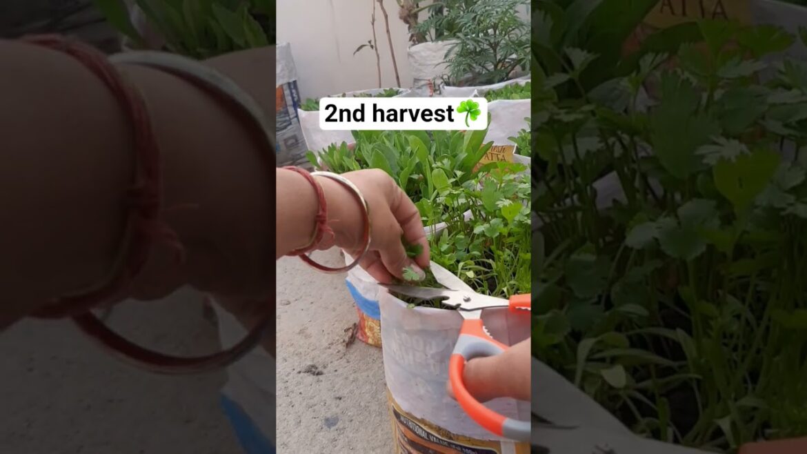 Ghar ka taaza dhaniya: Second Harvest ✂️🍃#coriander #youtubeshorts #shortvideo  #shorts